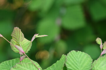 葉っぱの人形劇