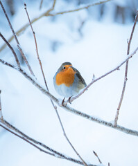 robin on a branch
