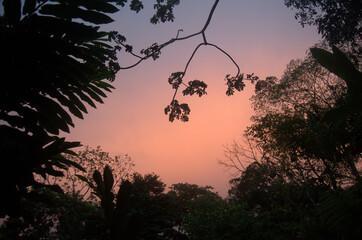 Colorful and beautiful tropical Rainforest at Dusk, Costa Rica