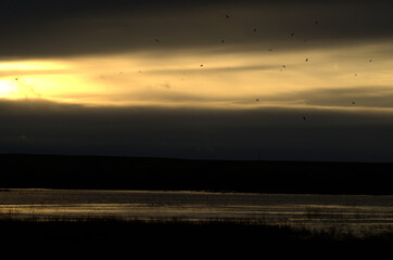 Agro-Steppe Wetland's Sky at Dusk with Harriers Returning to Roost, Spain