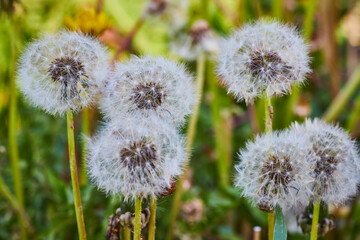 Close-Up of Dandelion Seed Heads in Soft Green Meadow, Macro View