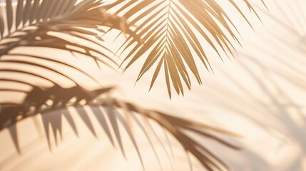 Obraz premium Professional photo about copy space with palm shadow