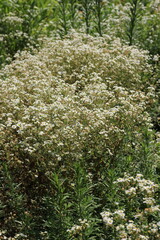 A bush of white flowers.