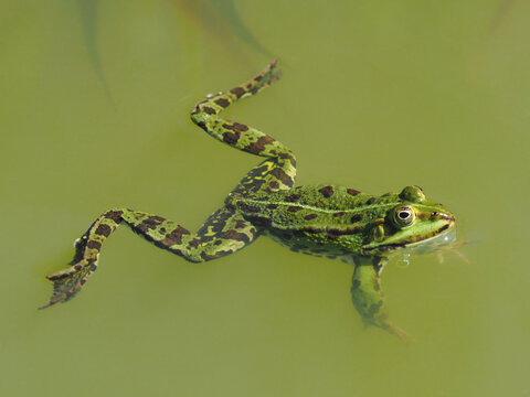 Schwimmender gr&uuml;ner m&auml;nnlicher Frosch im Teich