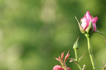 薔薇の庭園