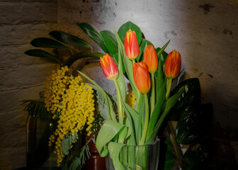Tulips and mimosa flowers in a strip of light in the dark