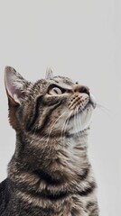 Obraz premium American Shorthair cat