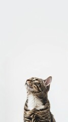 American Shorthair cat