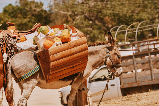 Burro cargando papayas reci&eacute;n recolectadas 