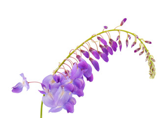 Chinese wisteria isolated on white background, Wisteria sinensis