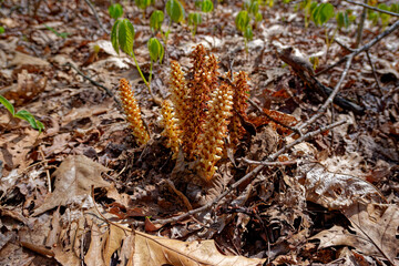 American squawroot plant