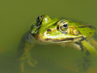 Nahaufnahme eines grünen Frosches