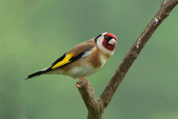 Distelfink, Stieglitz