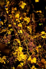 autumn grapes