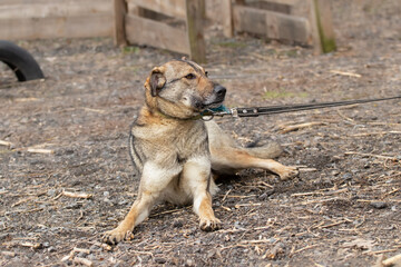 A frightened dog on a walk with the owner.The dog is afraid to walk on the street.Mental health of the pet, excessive emotionality, a sense of insecurity.