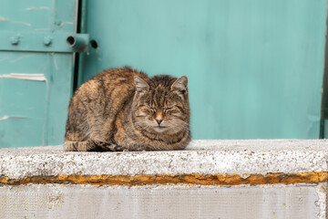 Stray cat.An unfortunate dirty cat sleeps on the street.The problem of homeless rejected animals.