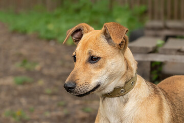 Summer Dog Portrait.Dog walking outside on a summer day.
