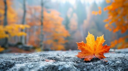 A single vibrant orange maple leaf rests on a stone surface, with a softly blurred autumn forest in the background.