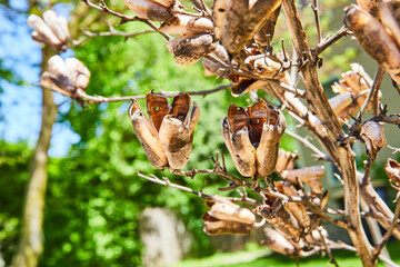 Close-Up of Yucca Seed Pods in Lush Garden Setting