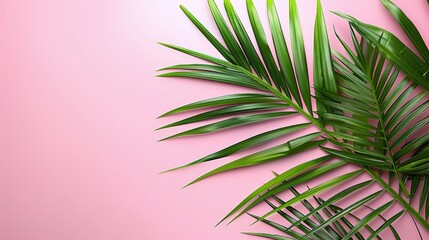 Text here..Or, if you prefer a more descriptive title:..Intimate Palm Leaf on Pink Backdrop: Space for
