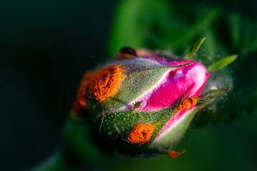 Fungal disease on the budding buds of a tea rose. Close up.