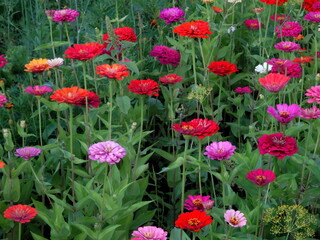 Red, white, yellow zinnia colorful background. View of multicolor zinnia flowers. Beautiful zinnia flowers on green background. Zinnia flowers is genus of plants in sunflower family (Asteracea).