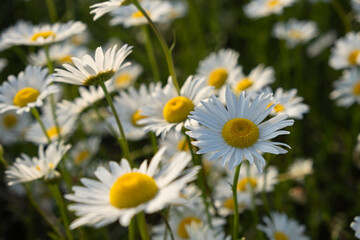White daisies in close-up in the sun. Evening warm sunset light. Landscape of a spring field with flowers. Beautiful natural background. Atmospheric summer mood. A beautiful postcard for Mother's Day