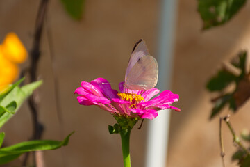 White cabbage butterfly lat. Pieris brassicae on a pink flower in sunlight. Macrophotography of...