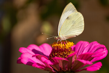 White cabbage butterfly lat. Pieris brassicae on a pink flower in sunlight. Macrophotography of wildlife. The butterfly pollinates the flowers of the pink Zinnia. Bright summer colorful background.