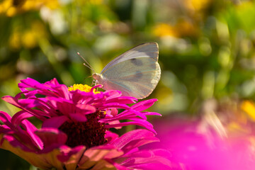 White cabbage butterfly lat. Pieris brassicae on a pink flower in sunlight. Macrophotography of wildlife. The butterfly pollinates the flowers of the pink Zinnia. Bright summer colorful background.