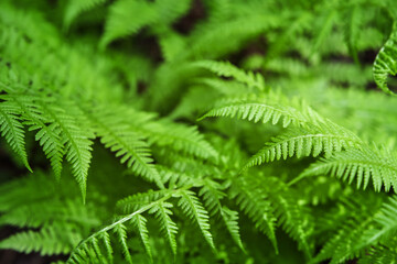 Fern leaf. Closeup nature view of fern leaf background. Flat lay, dark nature concept, tropical...