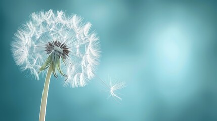  A dandelion drifts in the wind against a blue sky background