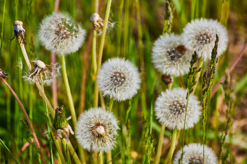 Dandelion Seed Heads in Natural Meadow, Macro Eye-Level View