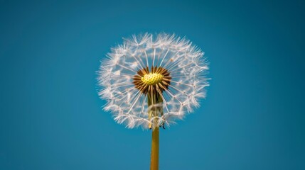  A dandelion floats in the wind on a clear day, against a backdrop of a blue sky