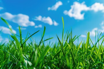 Obraz premium Grass And Sky. Beautiful Summer Landscape with Green Grass and Blue Sky Background