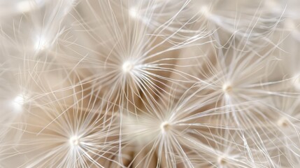  A tight shot of a dandelion head brimming with numerous miniature white blooms
