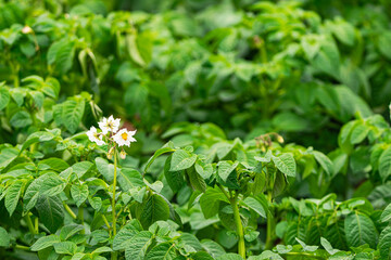 potato plant flowers blooming in a potato field, with potato plant leaves background