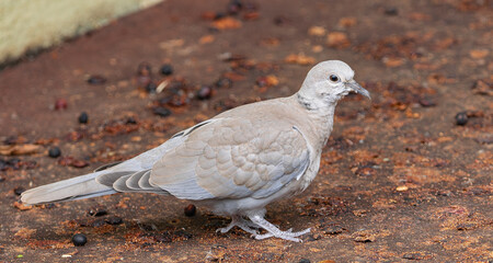 Barbary dove (Streptopelia risoria), standing on the ground, Tenerife, Canary islands