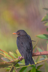 male common blackbird (Turdus merula cabrerae), on a branch, back view,  with vegetation...