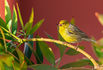 Atlantic canary, (Serinus canaria), on a branch, with sunset light, in Tenerife, Canary islands