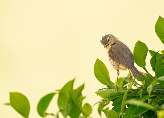 Canary Islands chiffchaff, (Phylloscopus canariensis), perched on green ficus leaves , Tenerife, Canary islands