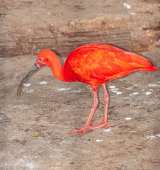scarlet ibis, (Eudocimus ruber), standing on the ground, close view