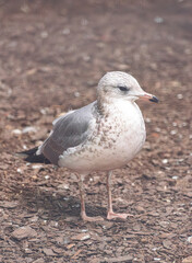 Obraz premium common gull, (Larus canus), standing on the ground