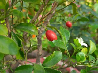 Murraya paniculata fruits. Its other names orange jasmine, orange jessamine and china box flower. Its is a species of shrub or small tree in the family Rutaceae. Kamini fruits. 