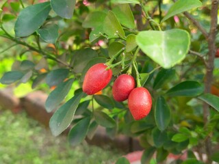 Murraya paniculata fruits. Its other names orange jasmine, orange jessamine and china box flower. Its is a species of shrub or small tree in the family Rutaceae. Kamini fruits. 