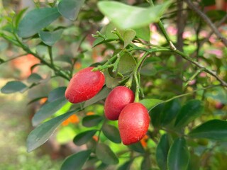 Murraya paniculata fruits. Its other names orange jasmine, orange jessamine and china box flower. Its is a species of shrub or small tree in the family Rutaceae. Kamini fruits. 
