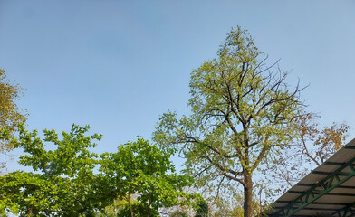 Obraz premium Green trees against blue sky background, nature photography