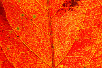 Obraz premium Orange macro leaf texture,Macro on Autumn Foliage
