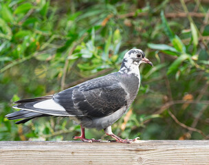 pigeon walking on a wooden railing, with green vegetation background, Tenerife, Canary islands