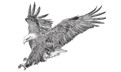 Bald eagle swoop attack hand draw doodle sketch black line on white background animal wildlife vector illustration.